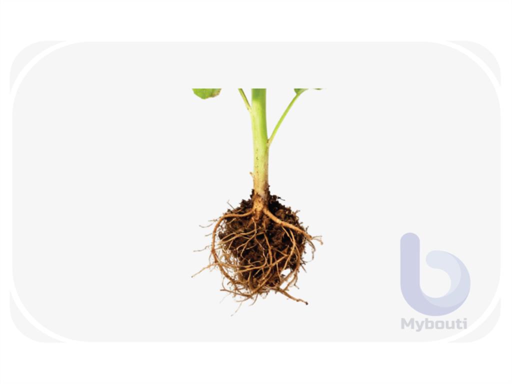 bulb